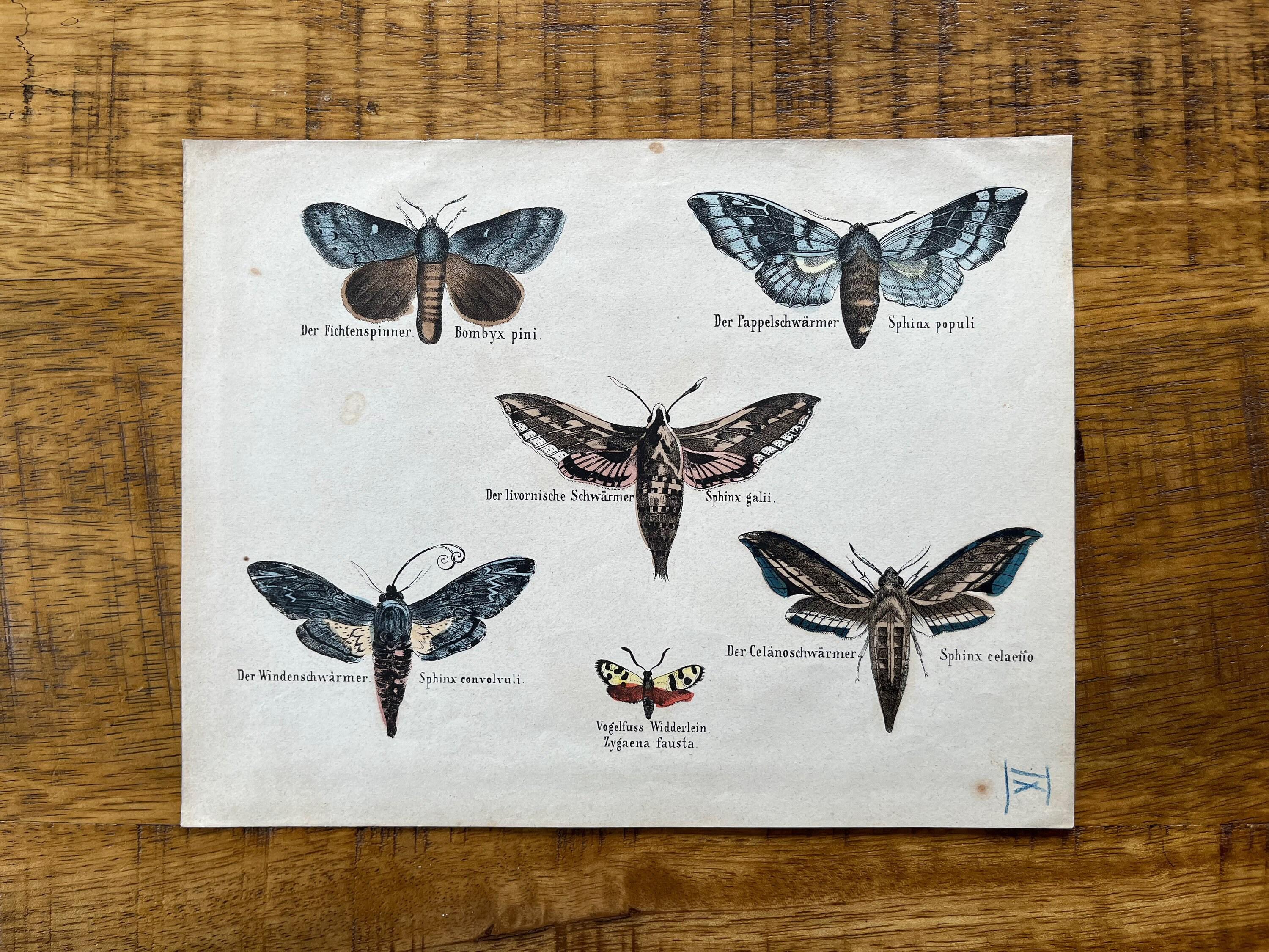 アンティーク蝶の版画、1837年昆虫学イラスト - Etsy 日本