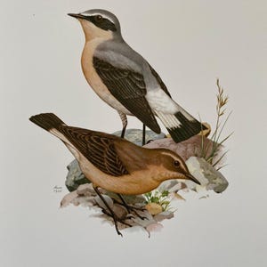 Northern wheatear bird print. antique and vintage natural sciences and biology print. home decor wall art ornithology from 1960s