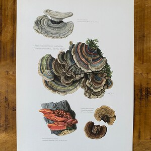 Op de afbeelding: Een vintage botanische illustratie van vier verschillende soorten paddenstoelen. De illustratie is in kleur en toont gedetailleerde tekeningen van de paddenstoelen met hun wetenschappelijke namen in het Frans en Latijn.