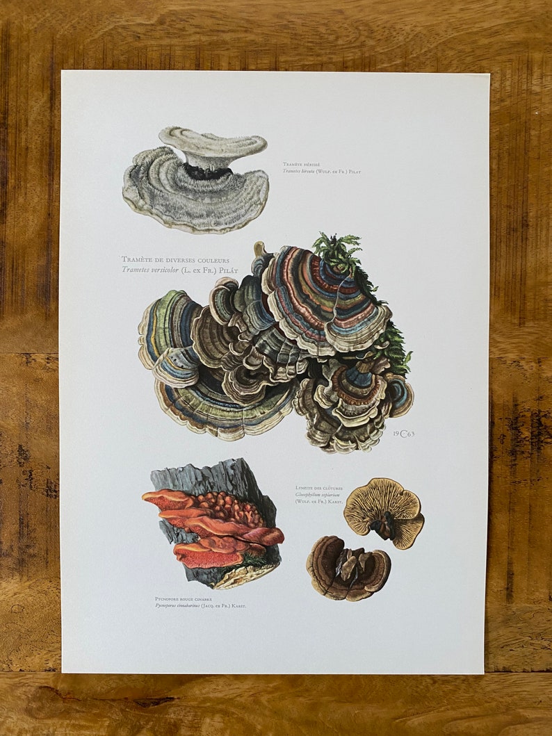 Op de afbeelding: Een vintage botanische illustratie van vier verschillende soorten paddenstoelen. De illustratie is in kleur en toont gedetailleerde tekeningen van de paddenstoelen met hun wetenschappelijke namen in het Frans en Latijn.