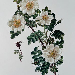 Burnet rose botanical print. antique and vintage natural sciences and biology lithography. plant illustration and wallart from 1960s