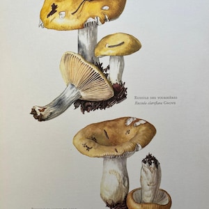 Stampa di fungo Russula ochroleuca. Litografia antica e vintage di biologia e natura. Illustrazione di spore e poster degli anni '60.
