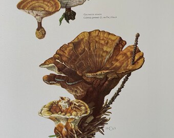 WOOLY VELVET POLYPORE mushroom print. Antique and vintage biology and nature lithograph. Spore illustration and poster from 1960s