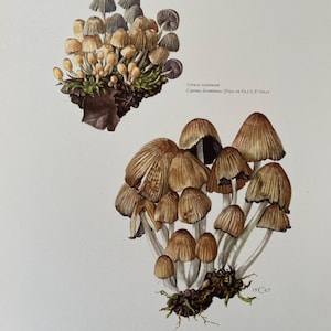 May include: Two illustrations of mushrooms. The top illustration shows a cluster of small, light brown mushrooms with grey caps. The bottom illustration shows a cluster of larger, brown mushrooms with white stems. The text "Coprinus disseminates (Pins, es Fr.) S. F. GRA" is below the top illustration. The text "COPRIN MICACE Coprinus micaceus (BULL. ex FR.) FR. 1963" is below the bottom illustration.