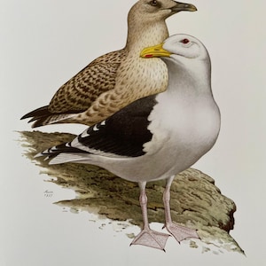 Great black-backed gull bird print. antique and vintage natural sciences and biology print. home decor wall art ornithology from 1960s