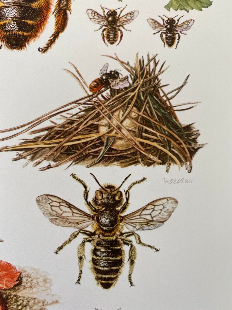 Bee Entomology Print, 1960s Insect Illustration - Etsy