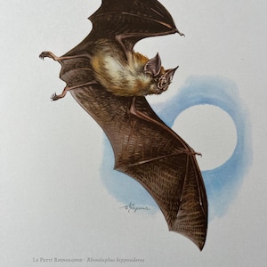 Hufeisen-Fledermaus Tierdruck. antike und vintage naturwissenschafen und zoologie lithographie. Wildtier Illustration und Wandbild aus den 1960er Jahren