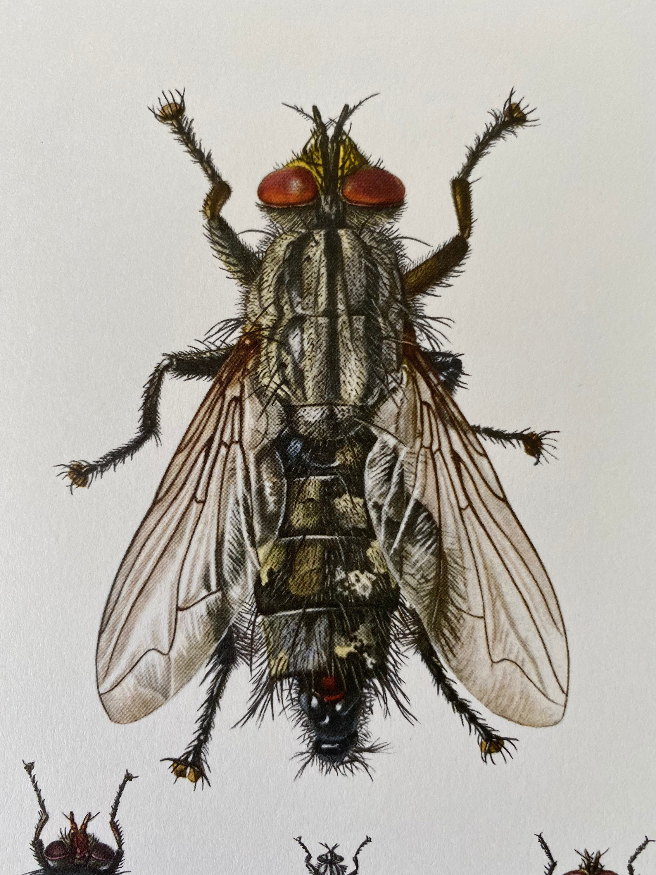 HOUSE FLY Print. Bugs Illustrations. Insect Print. Entomology. Natural ...