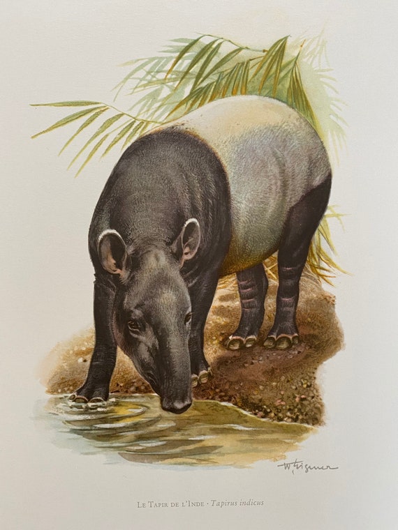 1960 Vintage MALAYAN TAPIR Animal Print. Antique Zoology and - Etsy 1960 Vintage MALAYAN TAPIR Animal Print. Antique Zoology and - Etsy