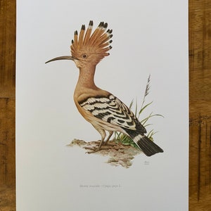 HOEPOE bird print. Antique and vintage ornithology and biology lithograph. Wildlife illustration and poster from 1960s image 5