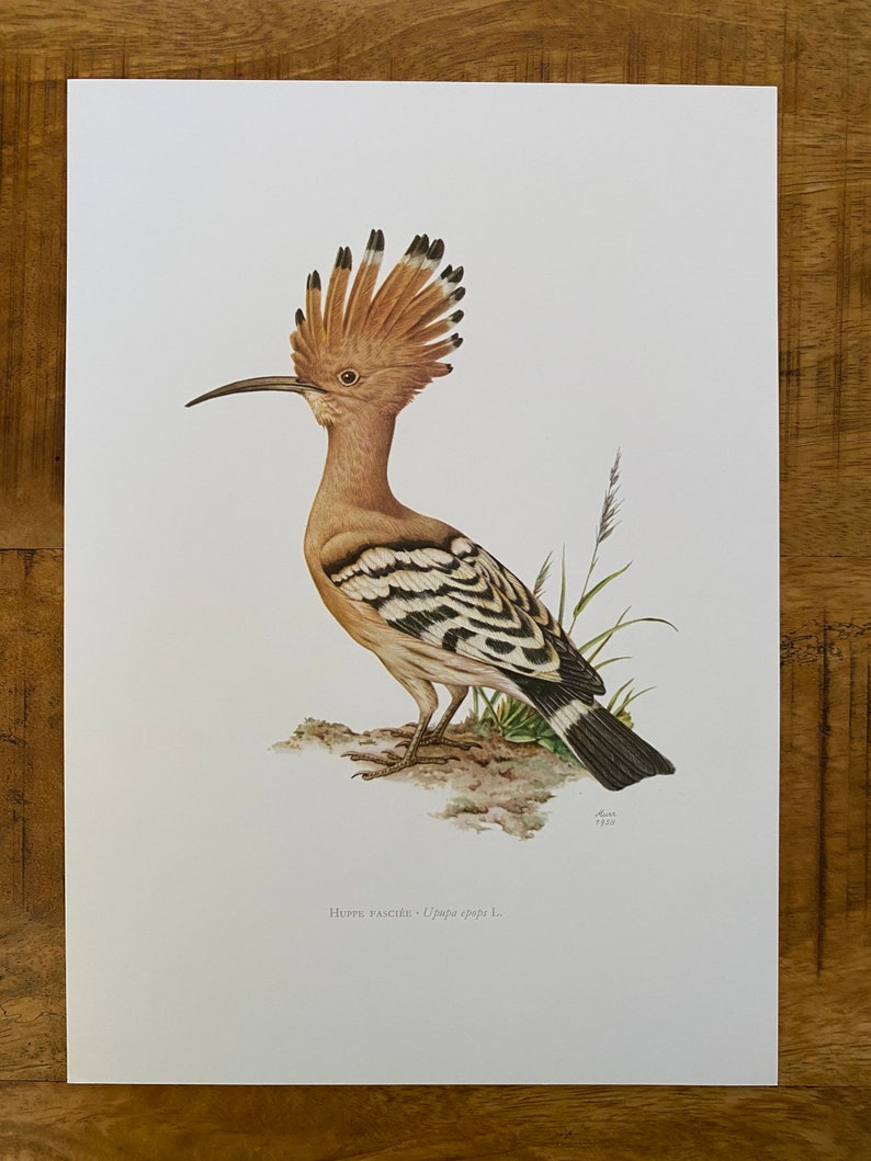 HOEPOE bird print. Antique and vintage ornithology and biology lithograph. Wildlife illustration and poster from 1960s image 5