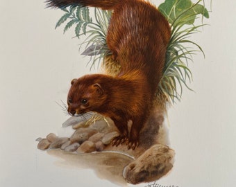 EUROPEAN MINK animal print. Antique and vintage zoology and biology lithograph. Wildlife illustration and posterfrom 1960s