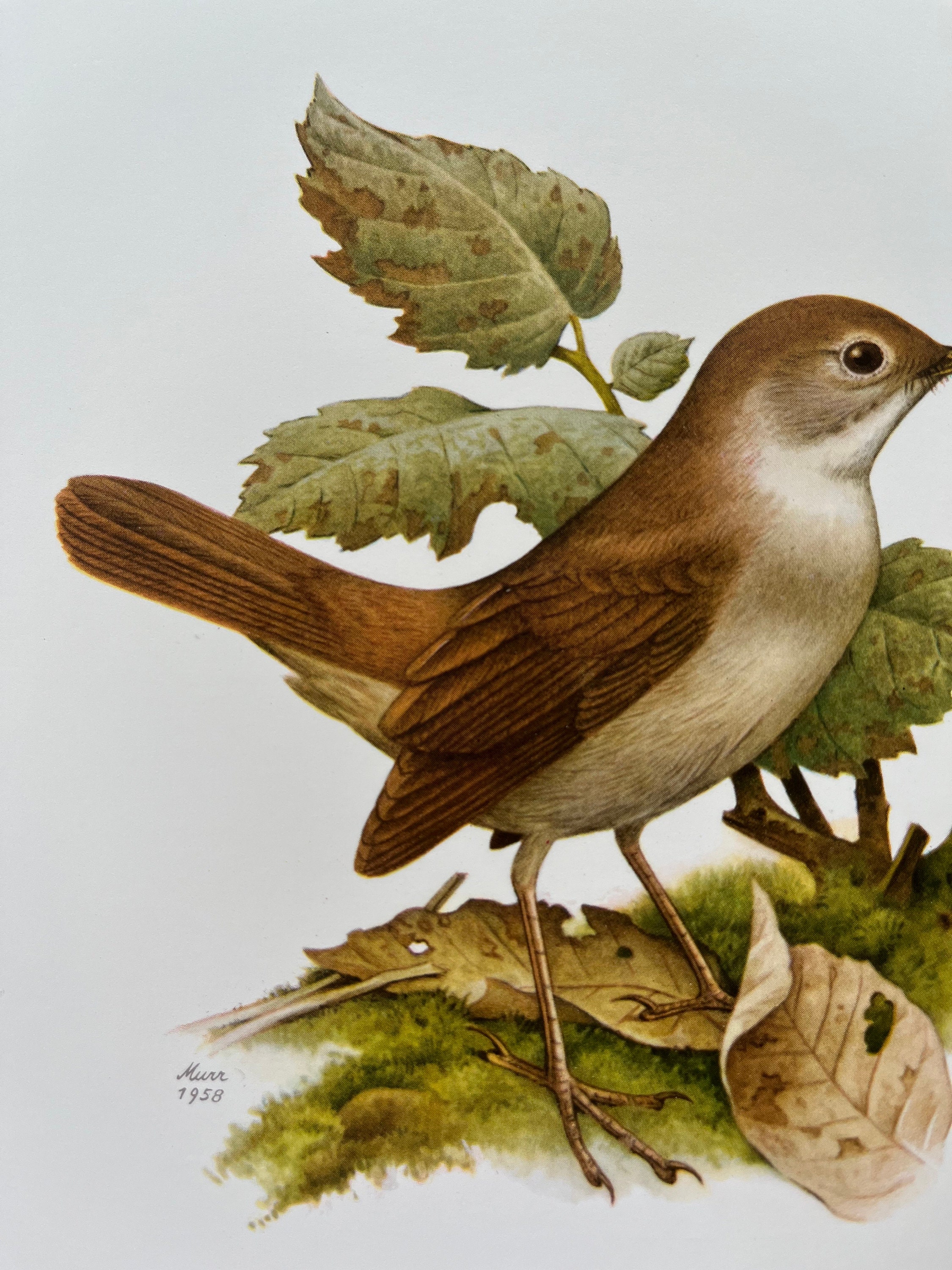 [雰囲気のある鳥のイラスト]チェコの古い鳥類図鑑(1962年)/鳥図鑑 雰囲気◎ 雰囲気のある鳥のイラスト]チェコの古い鳥類図鑑(1962年)/鳥