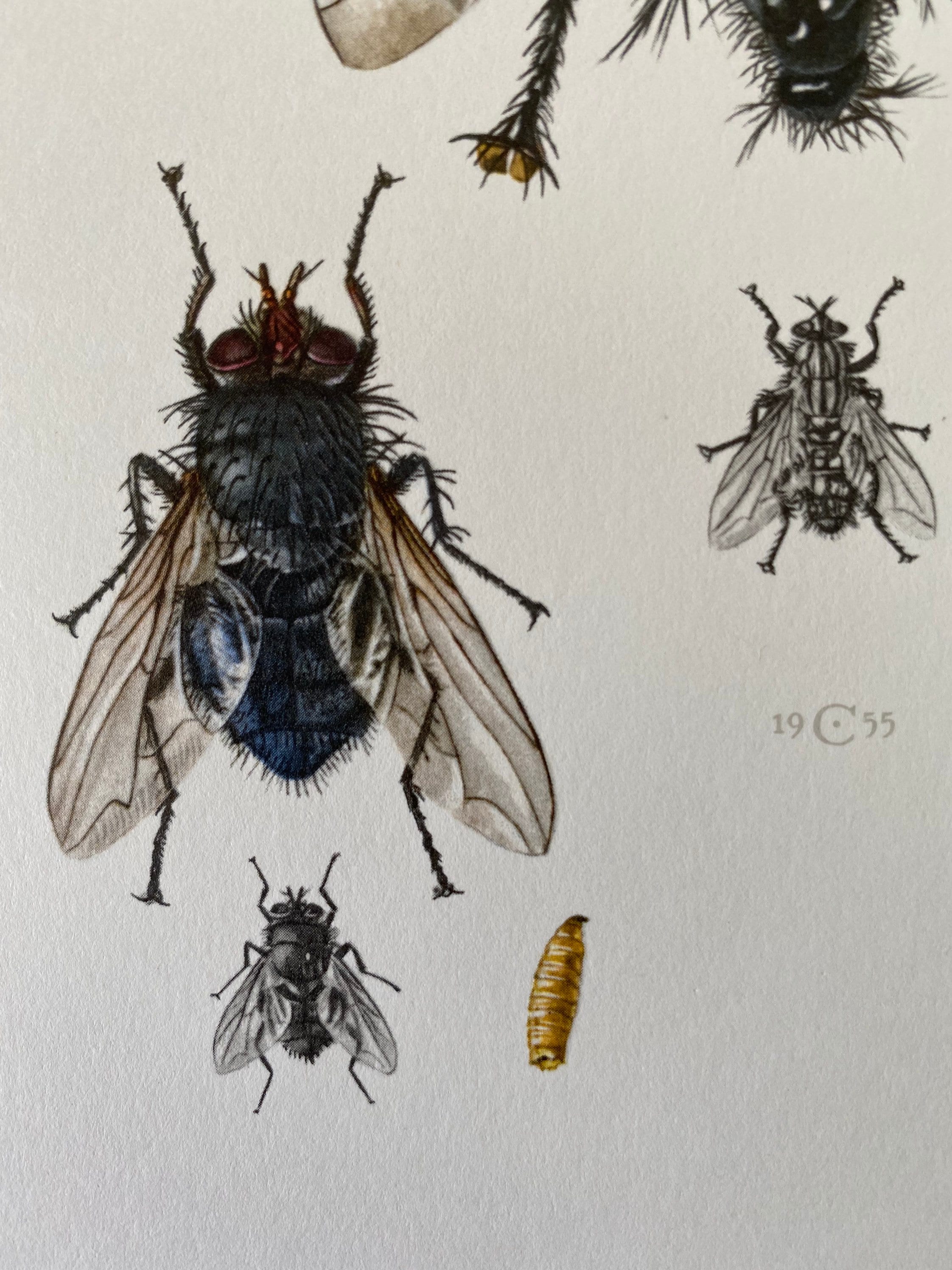 HOUSE FLY Print. Bugs Illustrations. Insect Print. Entomology. Natural ...