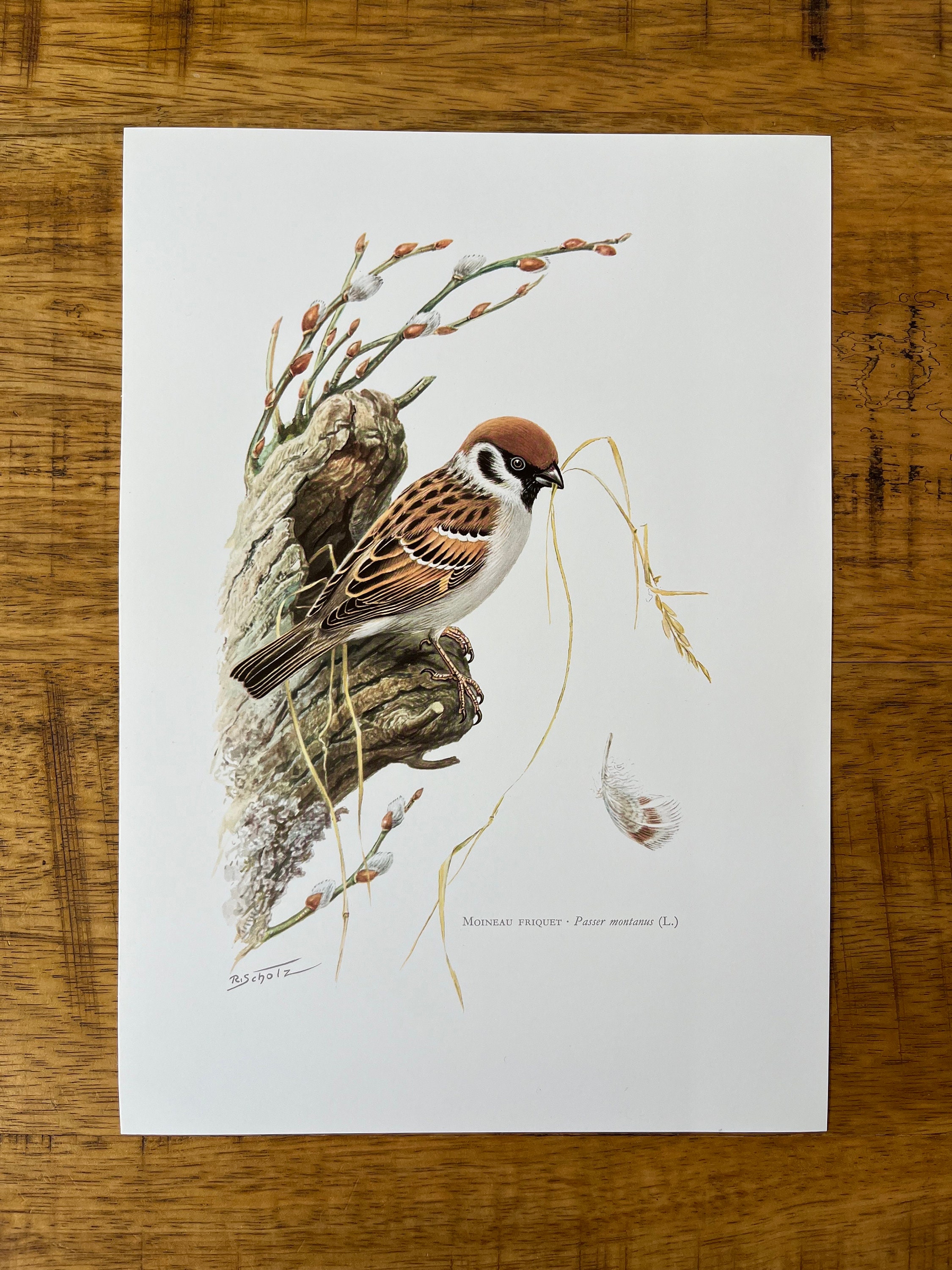 スズメの版画、ヴィンテージ鳥類学リトグラフ、1960年代の野生動物