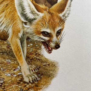 Op de afbeelding: Een close-up van een fennekvos met grote oren, die met open bek naar beneden kijkt. De vos is lichtbruin met witte vacht op zijn oren en borst. De vos staat op een getextureerd oppervlak.