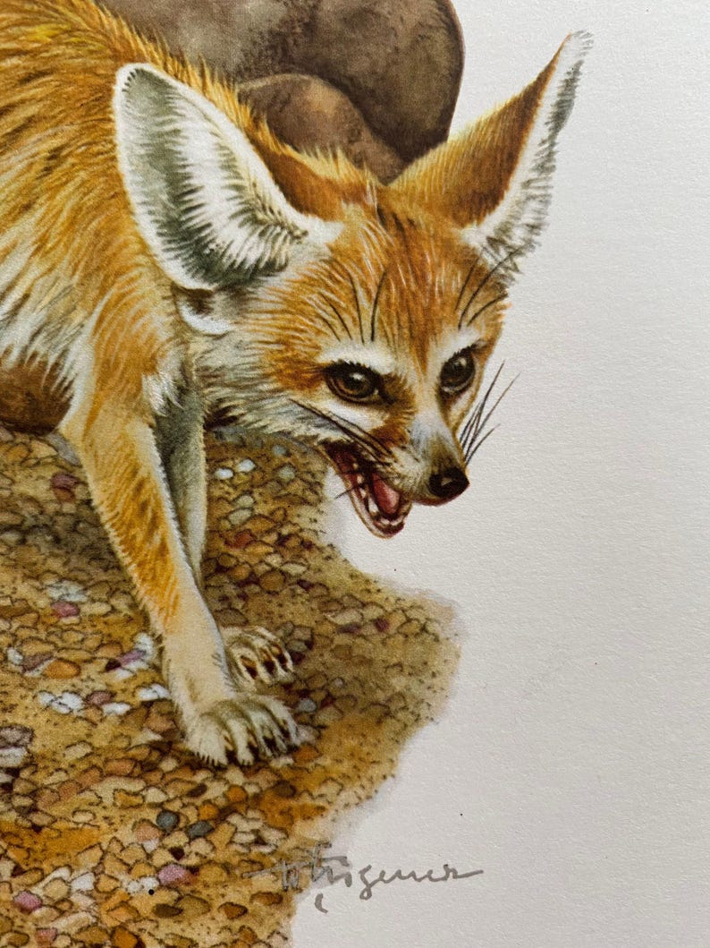 Op de afbeelding: Een close-up van een fennekvos met grote oren, die met open bek naar beneden kijkt. De vos is lichtbruin met witte vacht op zijn oren en borst. De vos staat op een getextureerd oppervlak.