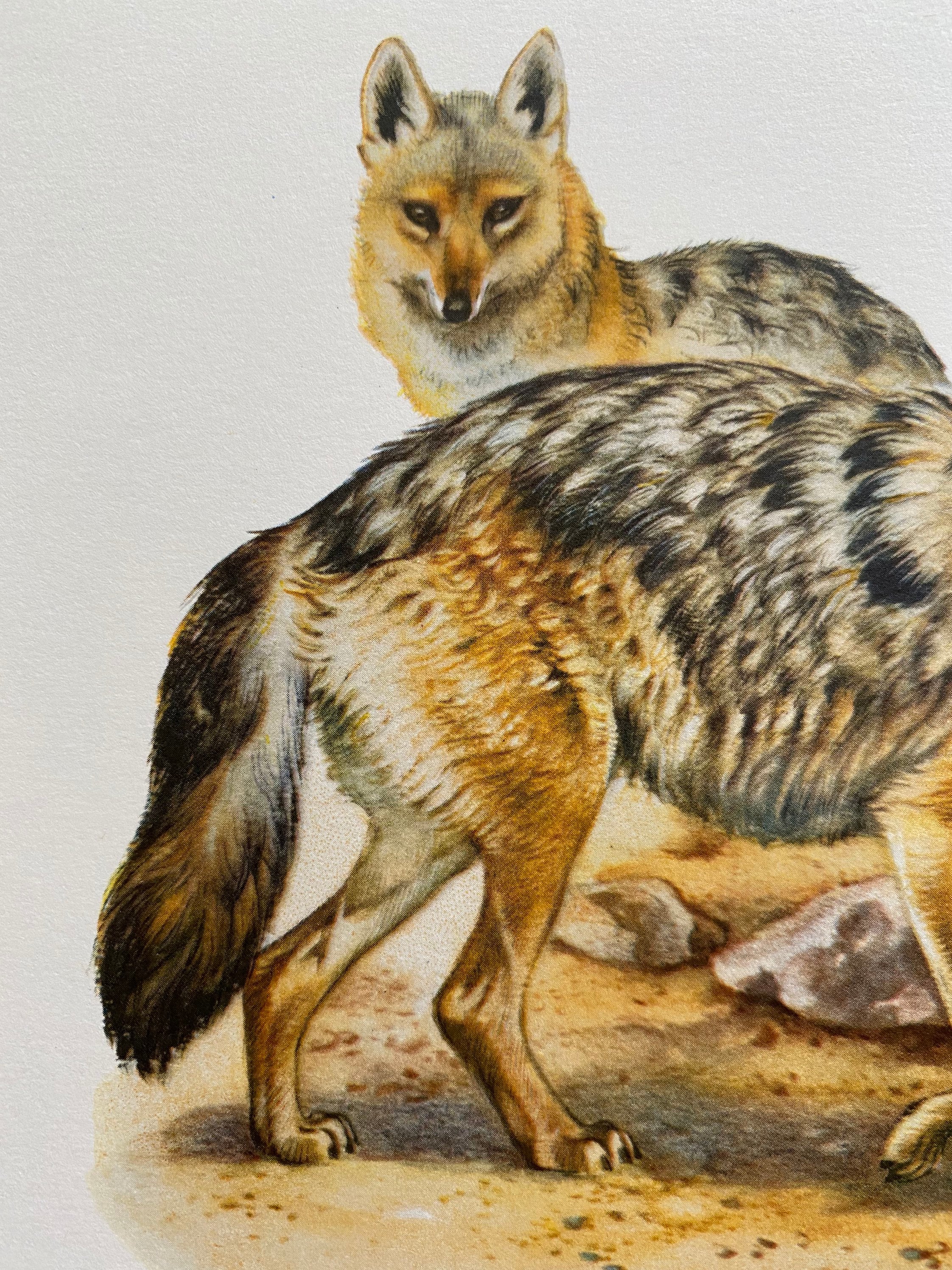 気品ある犬の肖像版画、アンティーク．リトグラフ 気品ある犬の肖像版画、アンティーク．リトグラフ 気品ある犬の肖像