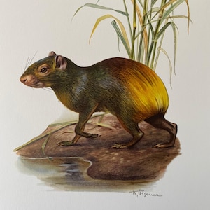 Imprimé animal agouti brésilien. Lithographie antique et vintage de zoologie et de biologie. illustration animalière et art mural des années 1960