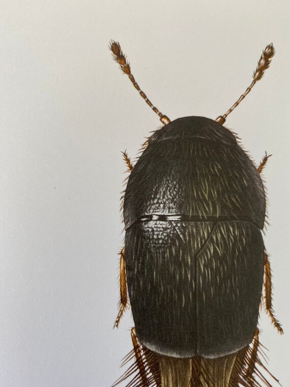 FEATHER-WINGED BEETLE Print. Bugs Illustrations. Insect Print