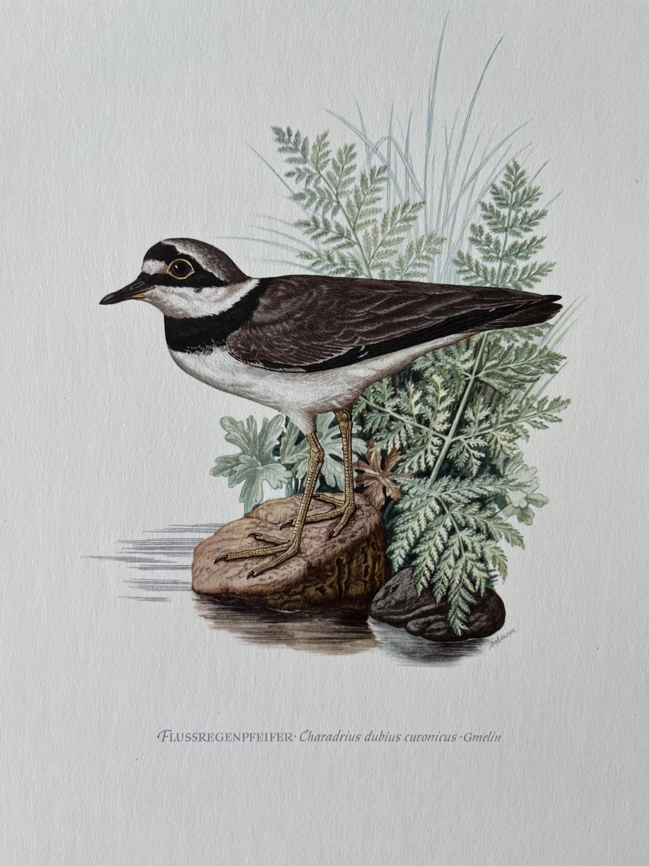 Little Ringed Plover - Etsy