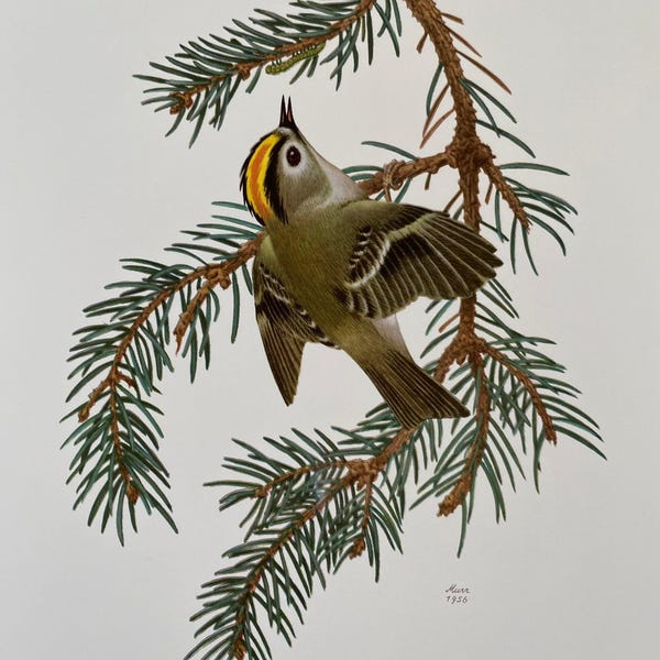 Vintage Goldcrest Bird Print, 1960s Natural History Wall Art