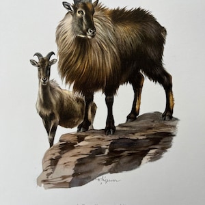 Himalayan tahr animal print. antique and vintage natural sciences and zoology lithography. wildlife illustration and wallartfrom 1960s