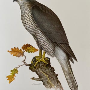 Northern goshawk bird print. antique and vintage natural sciences and biology print. home decor wall art ornithology from 1960s