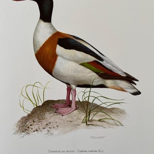 Common shelduck bird print. antique and vintage natural sciences and biology print. home decor wall art ornithology from 1960s