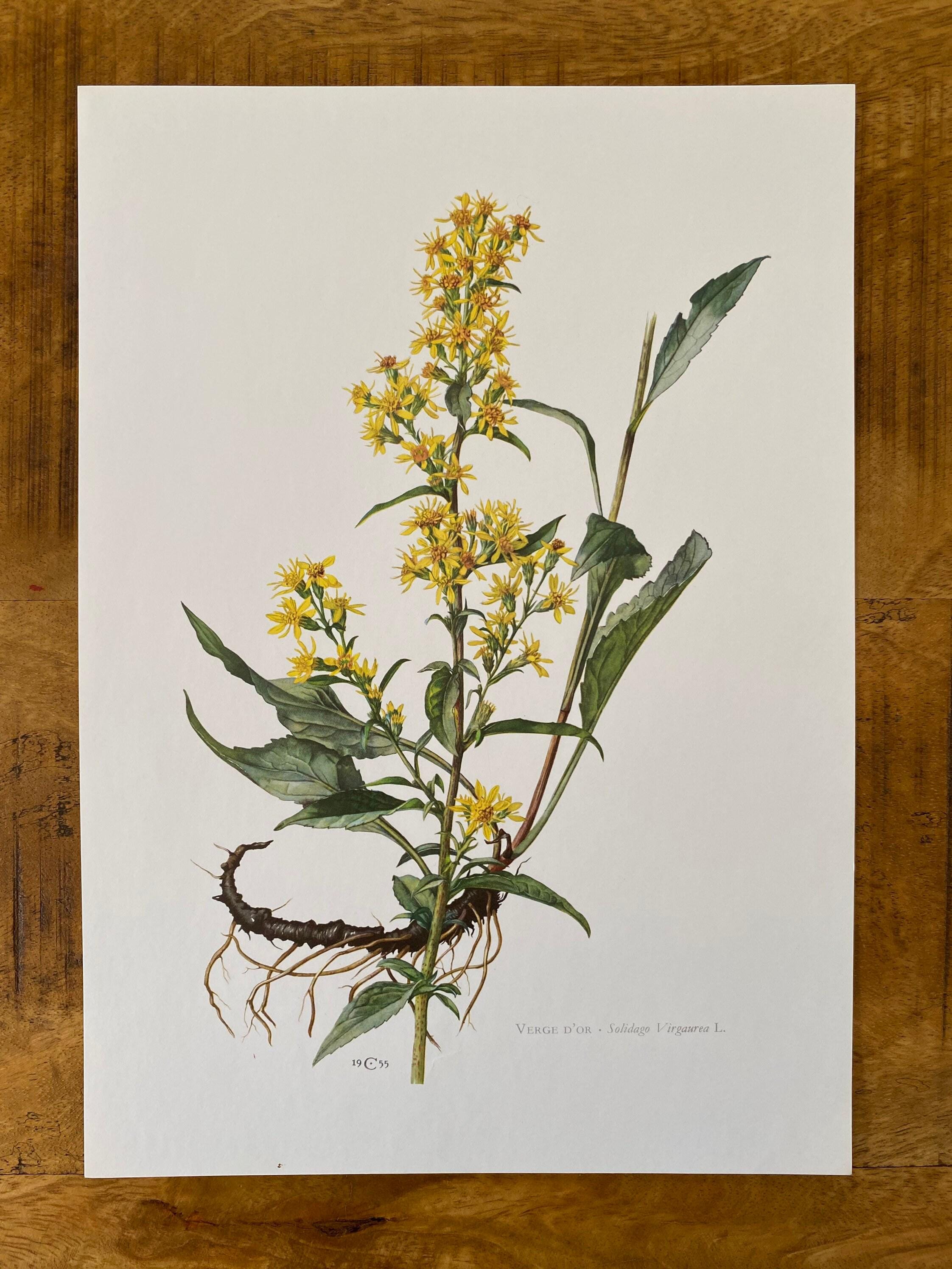 リトグラフ　絵画　アンティーク　ヴィンテージ リトグラフ 絵画 アンティーク ヴィンテージ