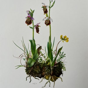 Spider orchids - Etsy.de