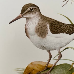 COMMON SANDPIPER bird print. Antique and vintage ornithology and biology lithograph. Wildlife illustration and poster from 1960s image 2