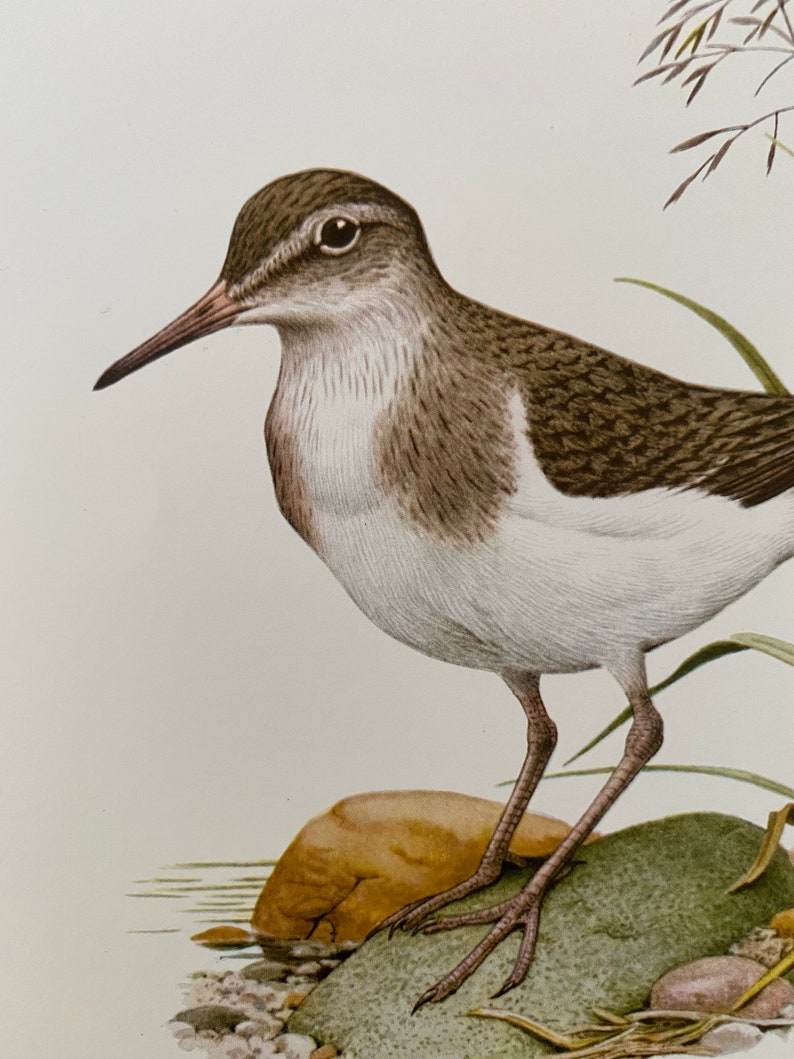 COMMON SANDPIPER bird print. Antique and vintage ornithology and biology lithograph. Wildlife illustration and poster from 1960s image 2