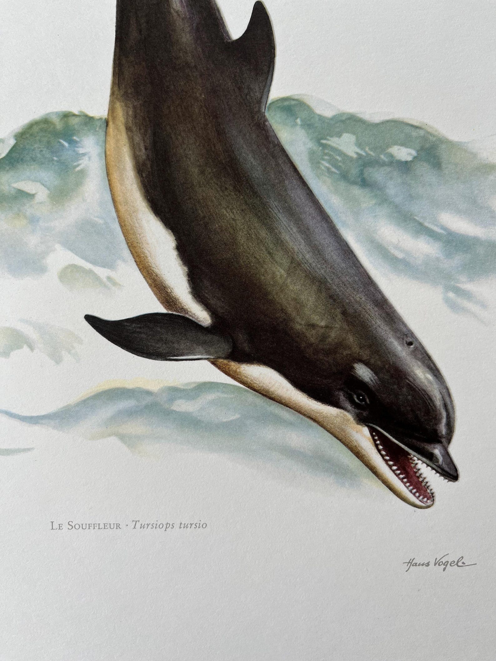 Vintage Bottlenose Dolphin Print, 1960s Zoology Illustration - Etsy