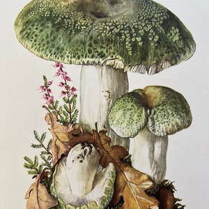 GREEN-CRACKING RUSSULA mushroom print. Antique biology and nature lithograph. Spore illustration and poster from 1960s image 2