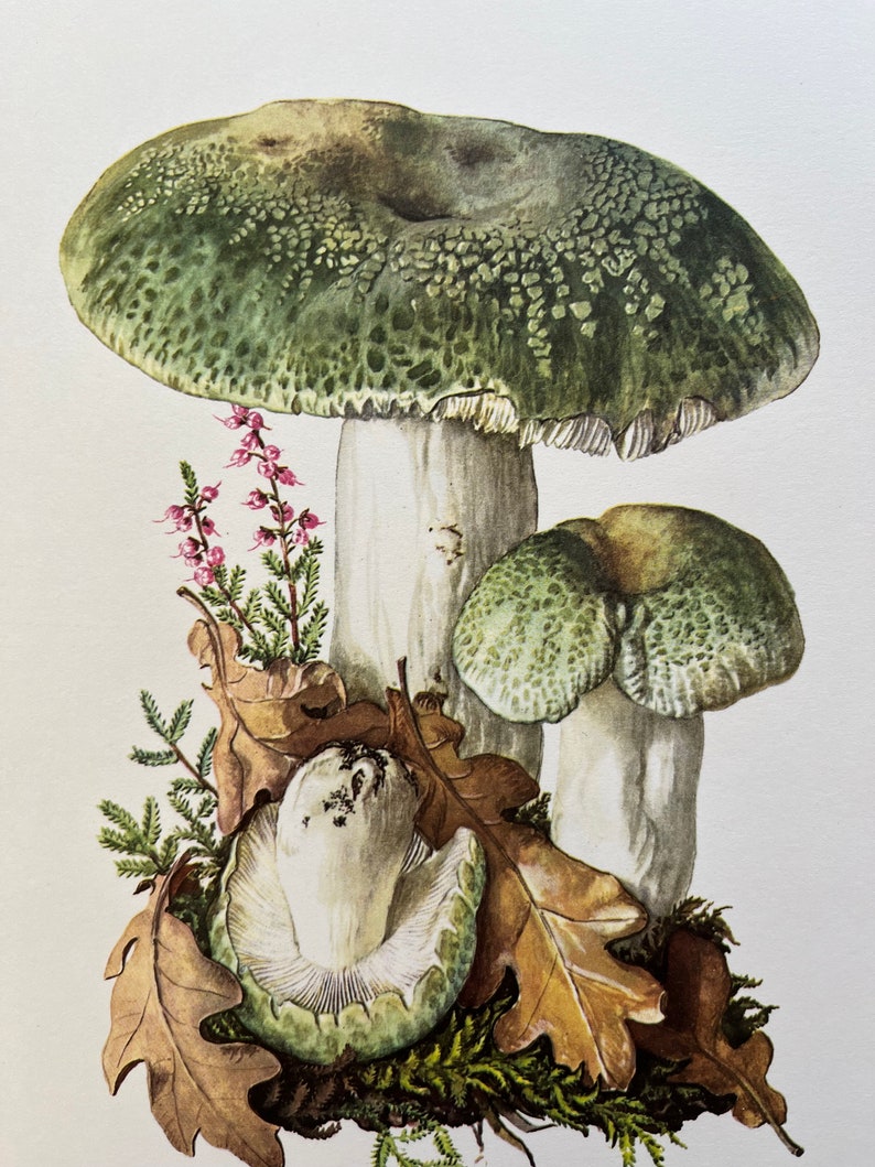 GREEN-CRACKING RUSSULA mushroom print. Antique biology and nature lithograph. Spore illustration and poster from 1960s image 2