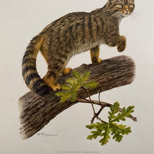 Vintage Wildcat-litografi: Zoologitryck från 1960-talet