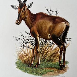 Red hartebeest animal print. antique and vintage natural sciences and zoology lithography. wildlife illustration and wallartfrom 1960s