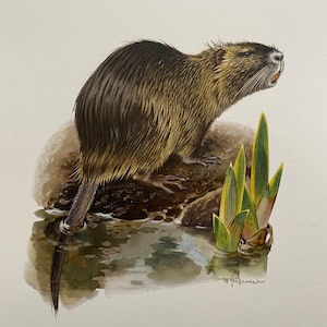 Vintage Nutria-tryck, zoologisk litografi från 1960-talet
