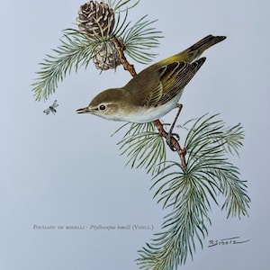 May include: A detailed illustration of a small, green and yellow bird perched on a pine branch with a pine cone. The bird is facing left and has a long, thin beak. The illustration is signed "R.Scholz" in the bottom right corner and includes the text "POUILLOT DE BONELLI - Phylloscopus bonelli (VIEILL.)".