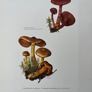 May include: A vintage illustration of two types of mushrooms. The top mushroom is red with a white stem. The bottom mushroom is brown with a yellow stem. The illustration is labeled "Cortinaire Sanguin" and "Cortinaire Cannelle".