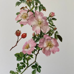 DOG ROSE botanical print. Antique and vintage natural sciences and biology lithography. Plant illustration and wallart from 1960s