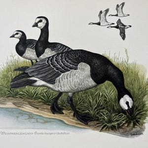 May include: An illustration of three geese on a grassy bank, with three more geese flying above. The geese have black heads and necks, with white cheeks and gray and white bodies. The text at the bottom reads "WEISSWANGENGANS - Branta leucopsis (Bechstein)".