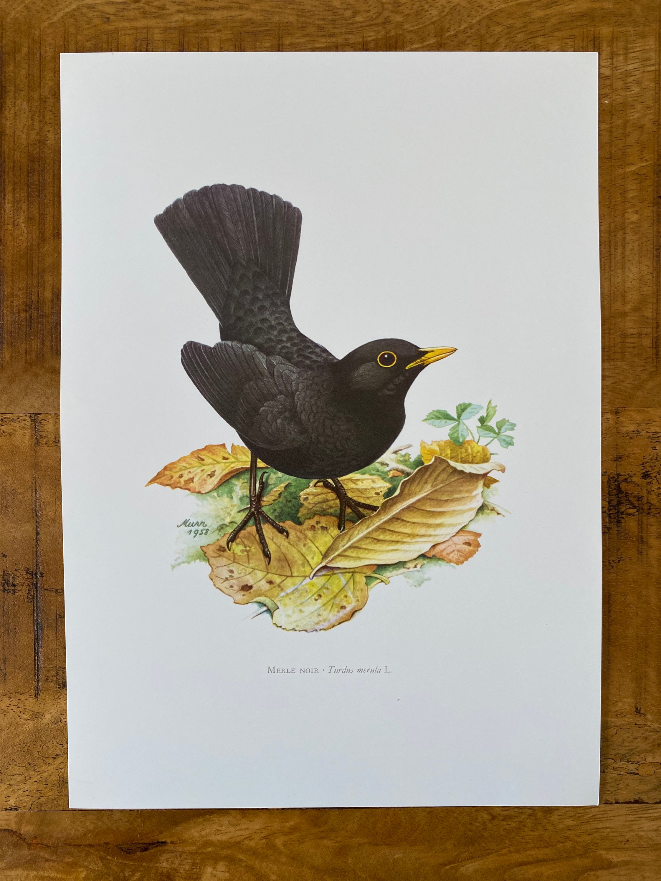 COMMON BLACKBIRD Bird Print. Antique Natural Sciences and Biology