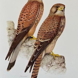Turmfalke Vogelabdruck. antiker und Vintage Naturwissenschafen und Biologie Druck. Wandkunst Ornithologie aus den 1960er Jahren