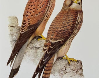 impression vintage d'oiseau crécerelle, art mural histoire naturelle