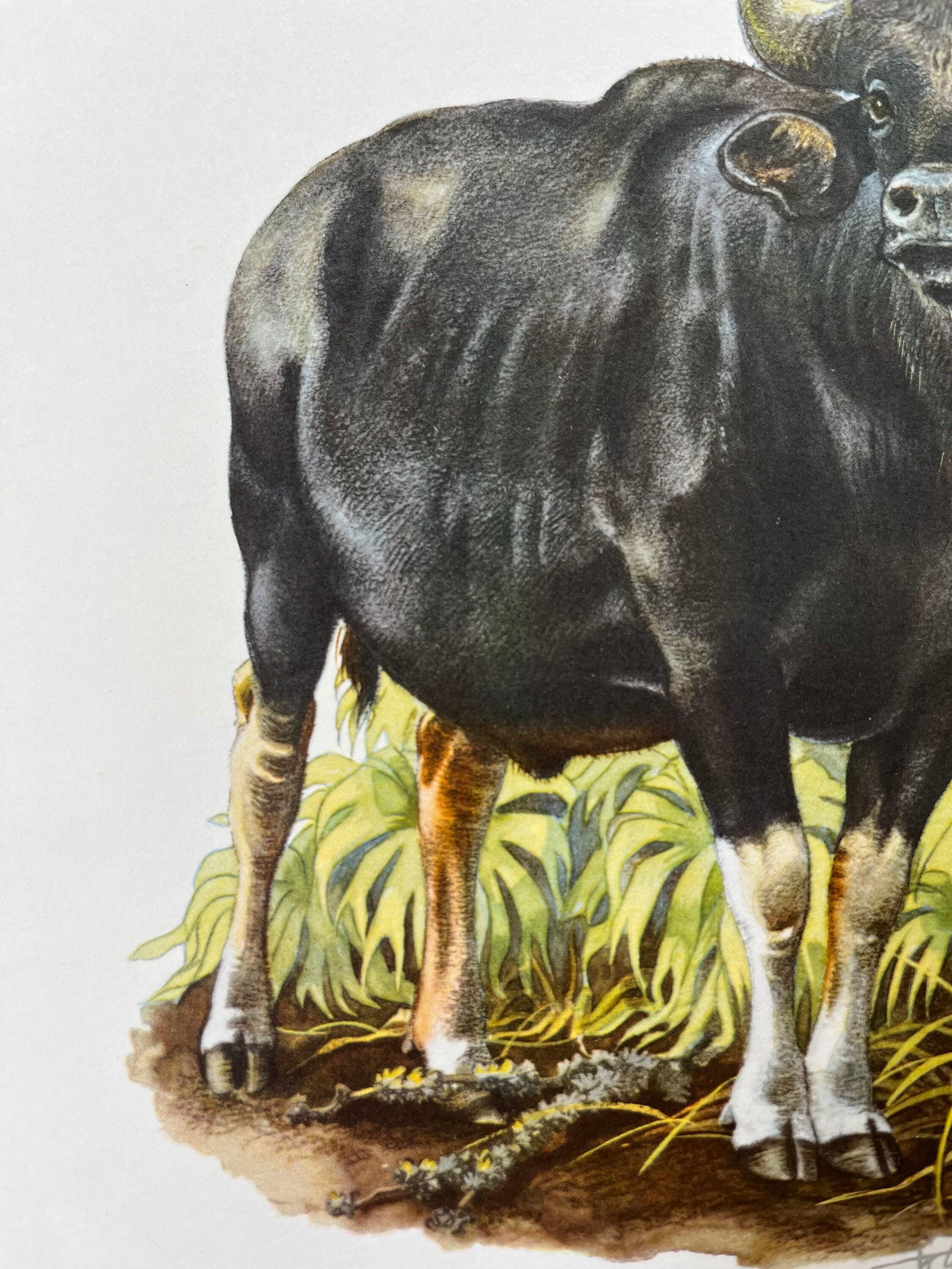 Vintage Gaur Print, 1960s French Zoology Lithograph - Etsy