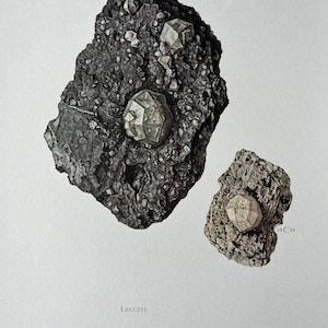 Könnte beinhalten: Zwei Proben von Leucit, ein graues Vulkangestein mit weißen, kristallartigen Formationen. Die größere Probe hat zwei Kristalle, die kleinere einen.