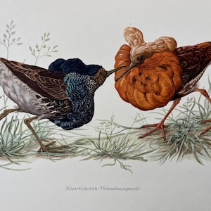 Könnte beinhalten: Eine antike Illustration von zwei Kampfläufern, einer Watvogelart. Ein Vogel hat einen dunkelblauen Kragen, der andere einen orangefarbenen Kragen. Die Vögel stehen im Gras, mit dem wissenschaftlichen Namen "Kampvuurver - Philomachus pugnax" unten.
