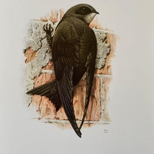 Grabado de vencejo común. Grabado antiguo de ciencias naturales y biología. Decoración de pájaros para el hogar y arte mural de los años 60